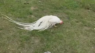 خروس ژاپنی