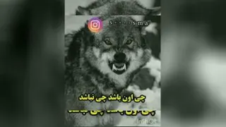 گرگ ن