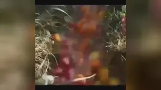 دسته بندی