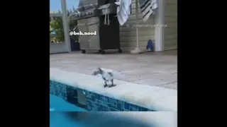 شاد