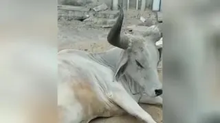 اختلاس گران کوچک😊🤗