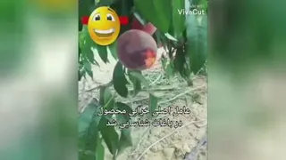 عامل اصلی خرابی محصولات کشاورزی