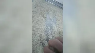 برنج هاشمی درجه یک