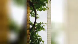 نگــاه