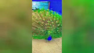 طاووس