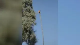 درخت پالم