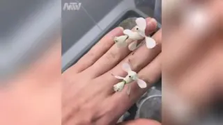 حیوانی که به شکل شکوفه درختانه🤩😳