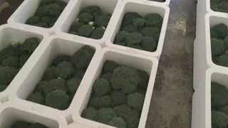 سورت بروکلی صادراتی