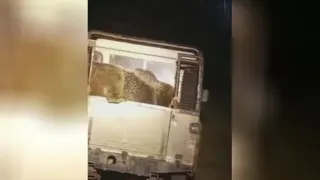 خرس گرسنه