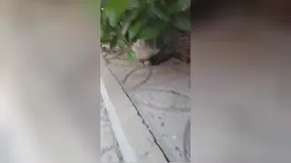 طبیعت
