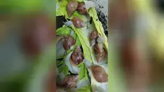 حلزونها