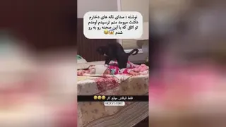 گربه ها مشغول کارند😂