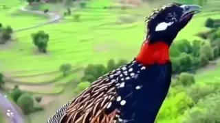 طبیعت زیبا و حیوانات