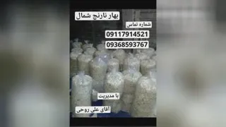 پخش بهارنارنج شمال علی روحی