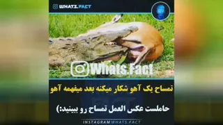 حیوان ب حیوان رحم میکنه
