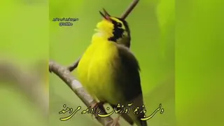 یه دنیا امید یه بغل آرزو