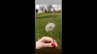 قاصدک