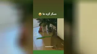 عسگر و گربه ها
