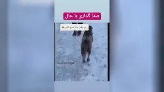فالو فالو ممنون میشم حمایت کنید