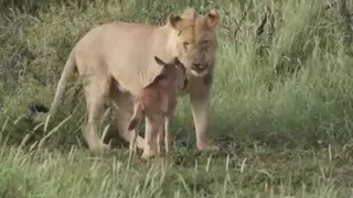 شیرمهربون