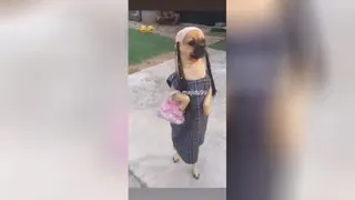 سگ با کلاس