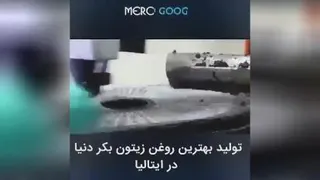 نحوه تهیه روغن زیتون