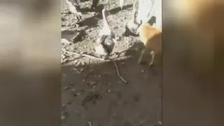 گوسفند میانجی گر