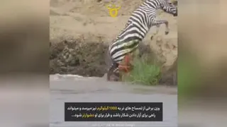 شکارگورخرتوسط تمساح