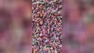 فلفل بیرجندی