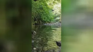 جنگل زیبا