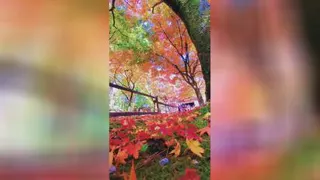 پاییز زیبایی
