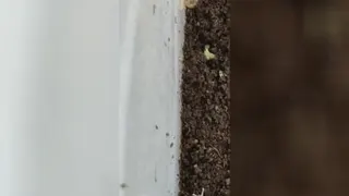 تعویض خاک حلزون‌ها