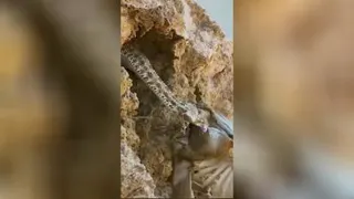 افعی زنگی
