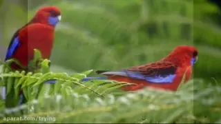 آهنگ و موسیقی