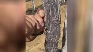 آموزش پیوند درخت انگور