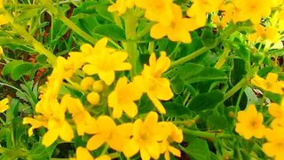 کاردستی با وسایل دور ریختنی
