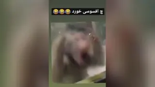 حسرت میمون