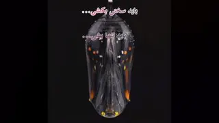 حکایت پروانه شدن...