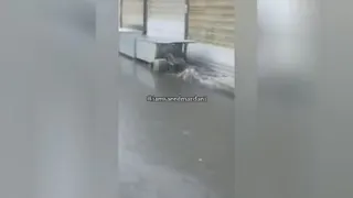 چه رفلکسی داشت