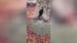 گرمسیرم درده بار