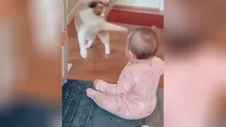 بچه جوون از موی سفید پیشی خجالت بکش 😂😂😂😂😂