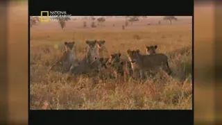 مستند شیرها