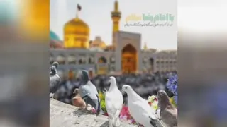 یاامام رضا
