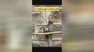 وقتی خواهرت ازت پول میخواد