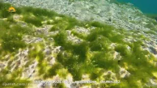 چم سبز اندیمشک