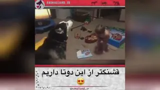 سلطان وفا