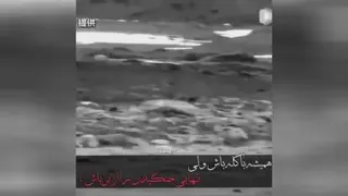 حیوانات