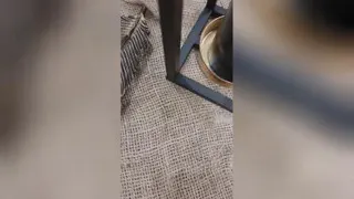 جاشمعی
