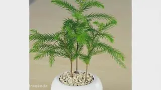 کاج مطبق