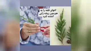 کاج مطبق